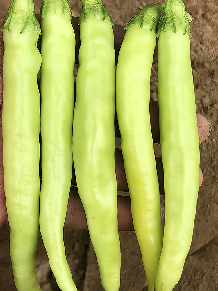 Yellow Beauty Pepper