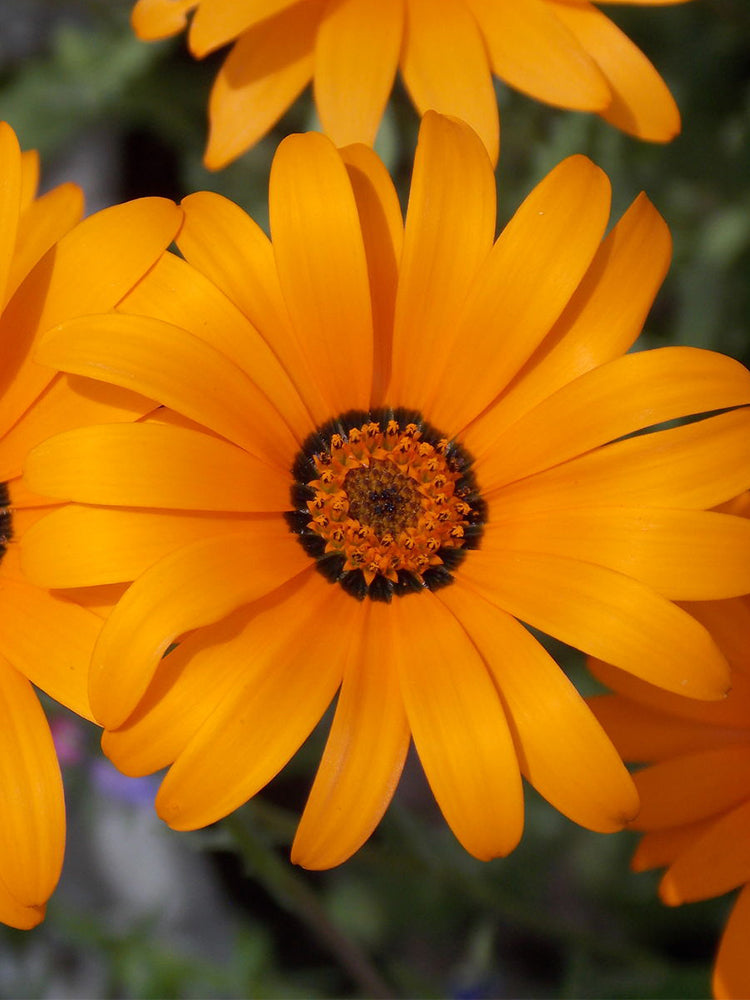 Mixed Colors Namaqualand Daisy