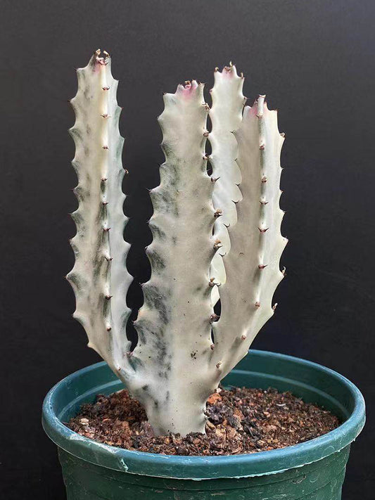 Euphorbia lactea 'White Ghost'
