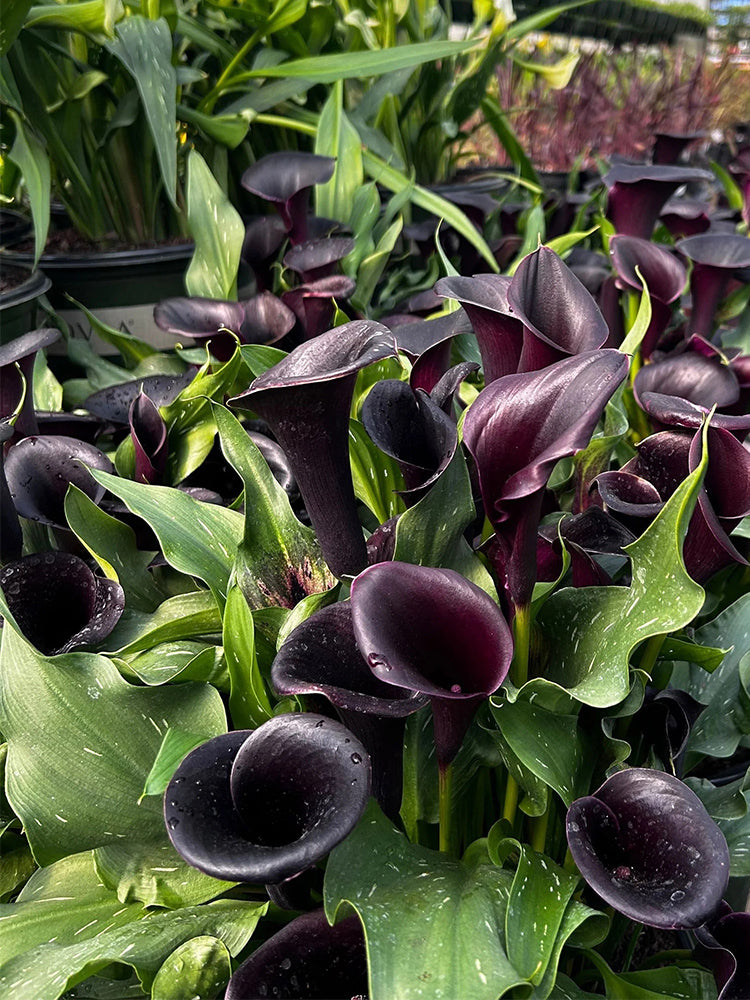 'Black Hero' Calla Lily