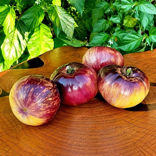 684 Solar Eclipse Tomato