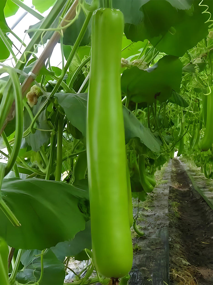 'Zhepu No.6' Bottle Gourds