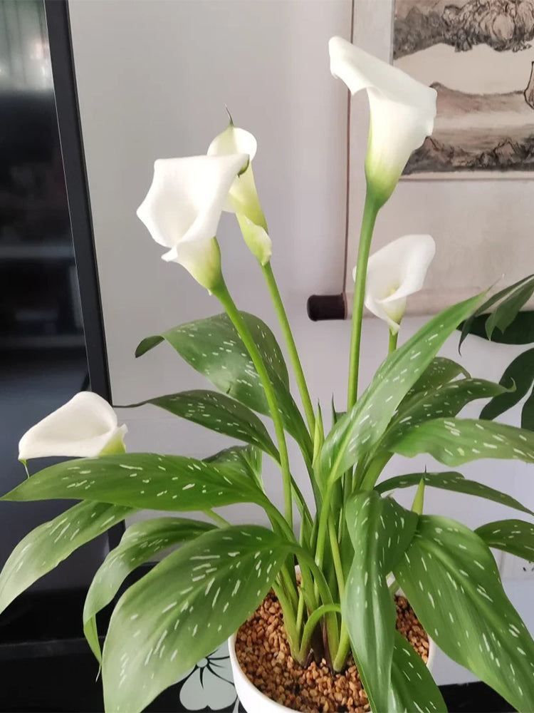 'White Art' Calla Lily