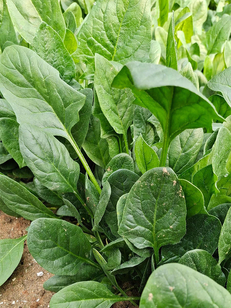 Japanese Large-Leaf Spinach