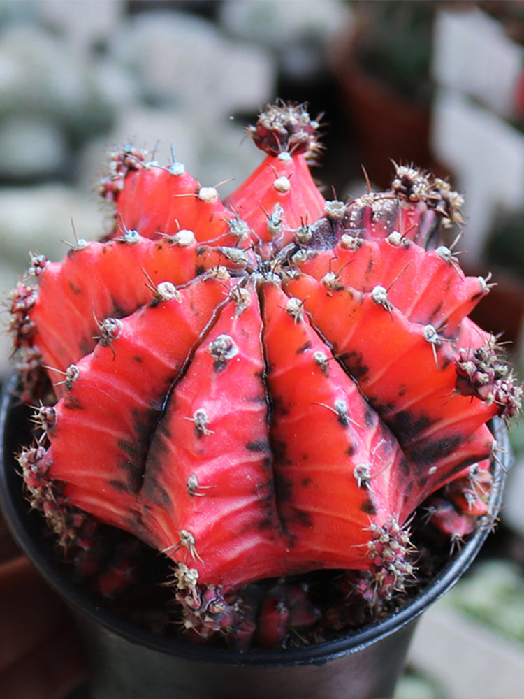 'Oil-Painted Peony' Red Live Cactus