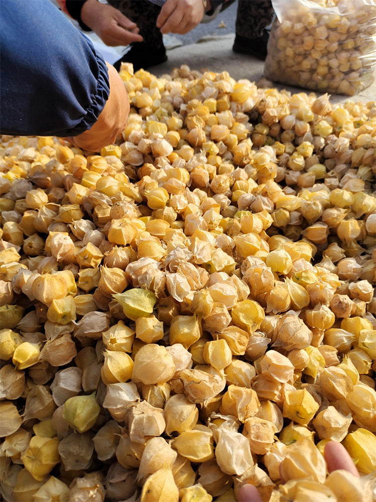 Ground cherry (Physalis pruinosa)