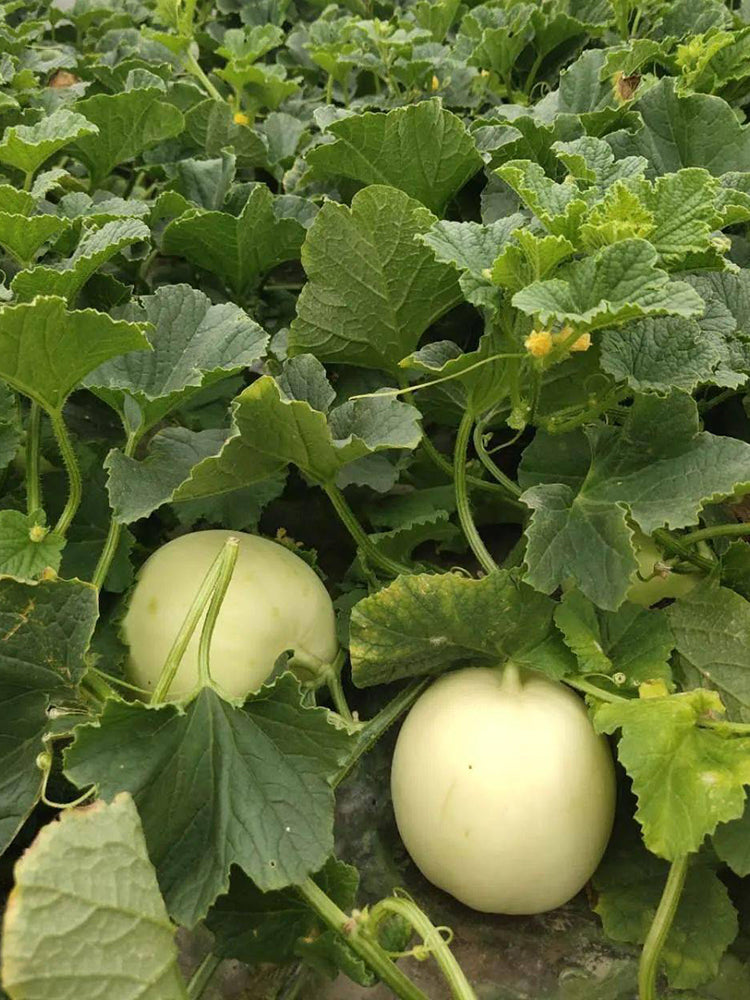 Caidu Jinyu No. 12 Muskmelon
