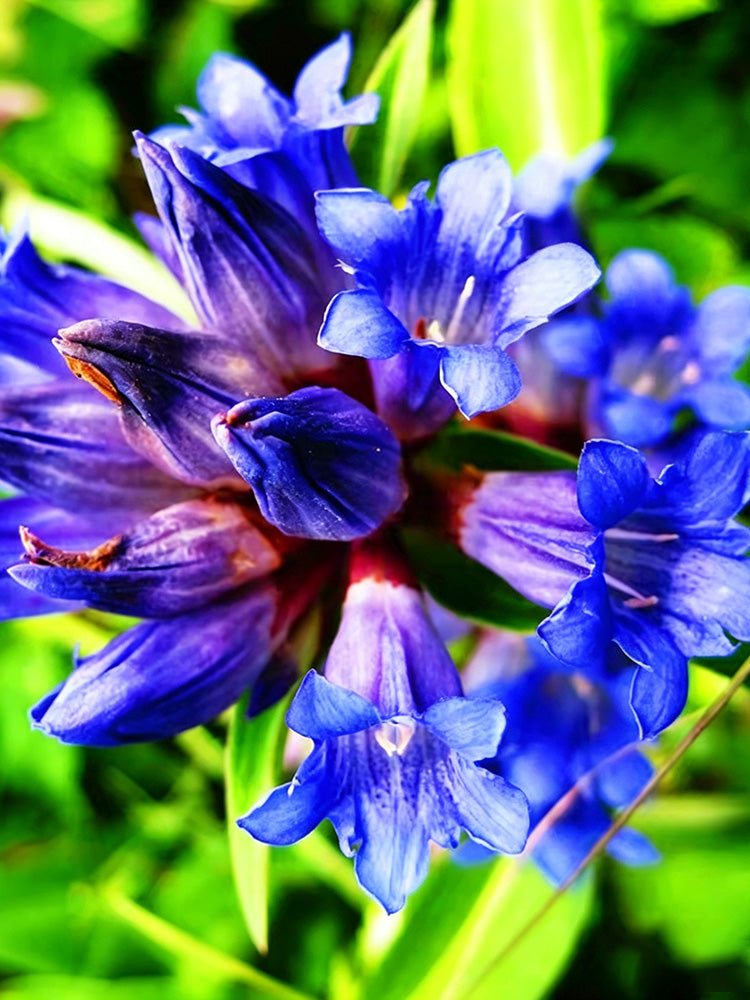 Largeleaf Gentian Qin Jiao