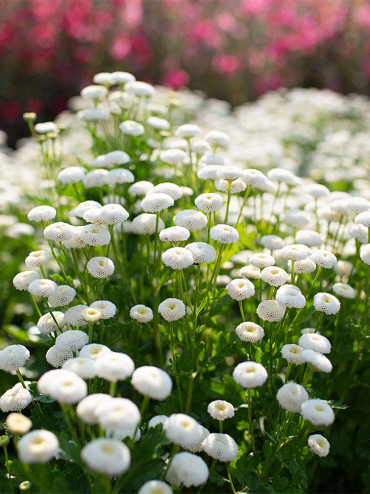 Feverfew 'Snowball'