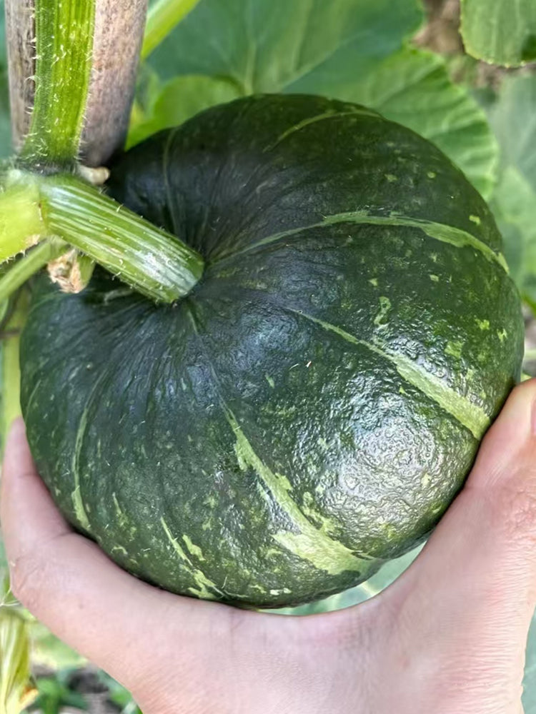 Green Baby Mini Pumpkin