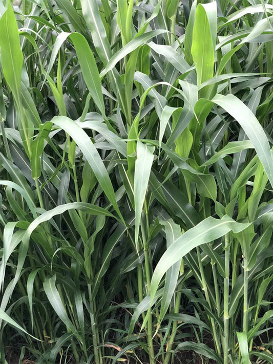 Sudangrass