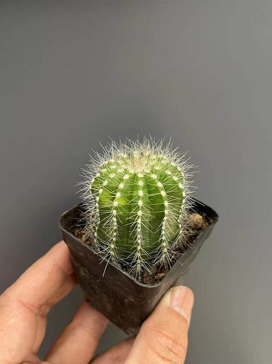 Parodia magnifica