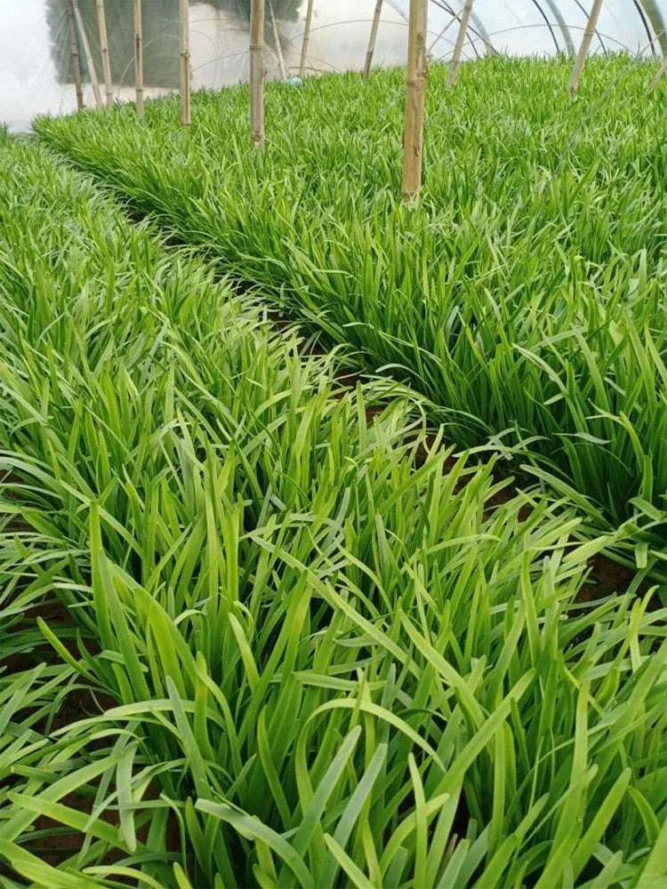 Purple-rooted Chinese Chives