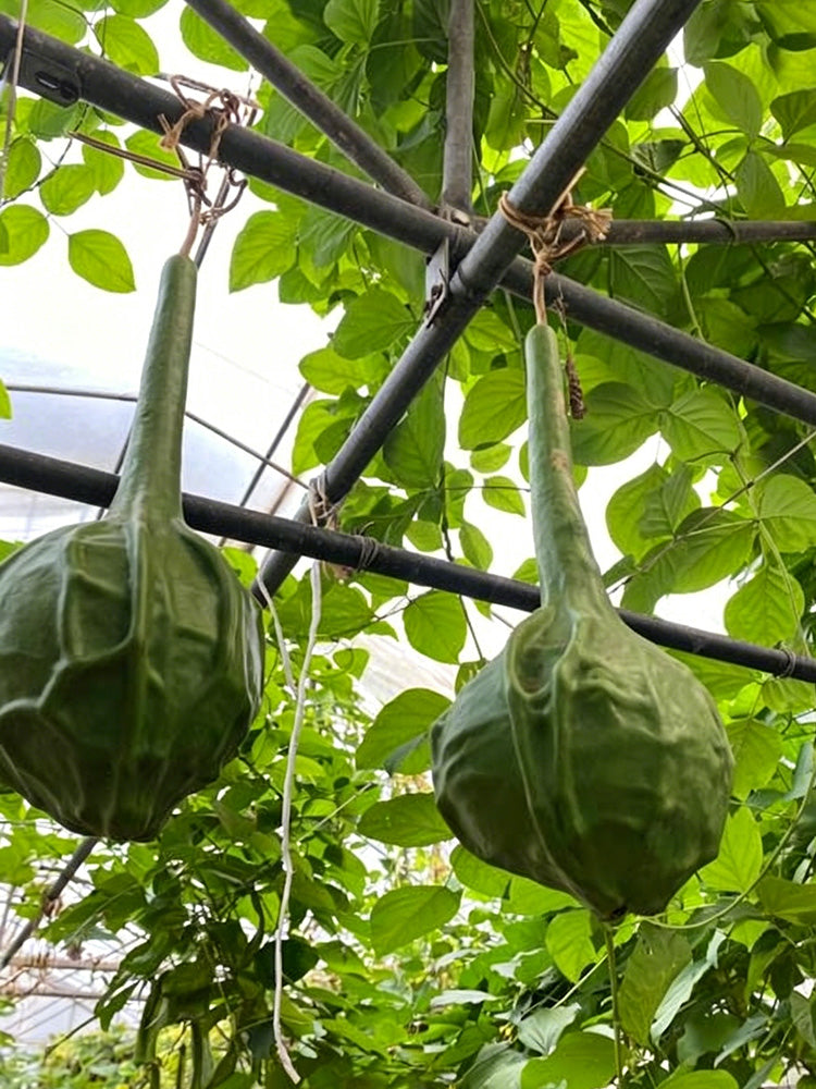 Crane Head Gourd