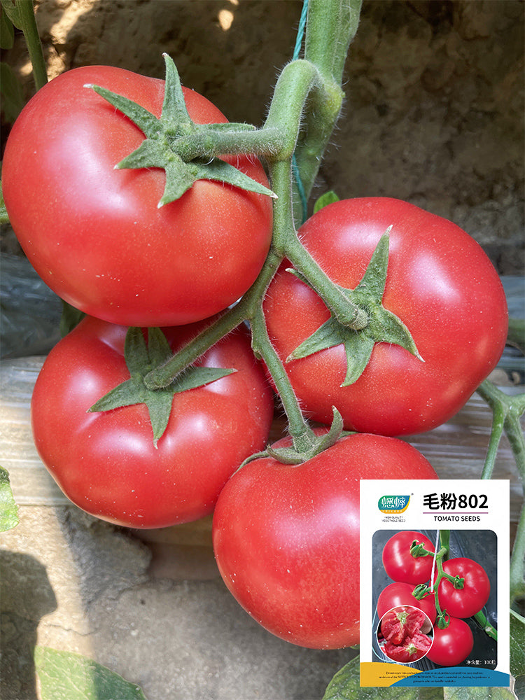 Maofen 802 Tomato