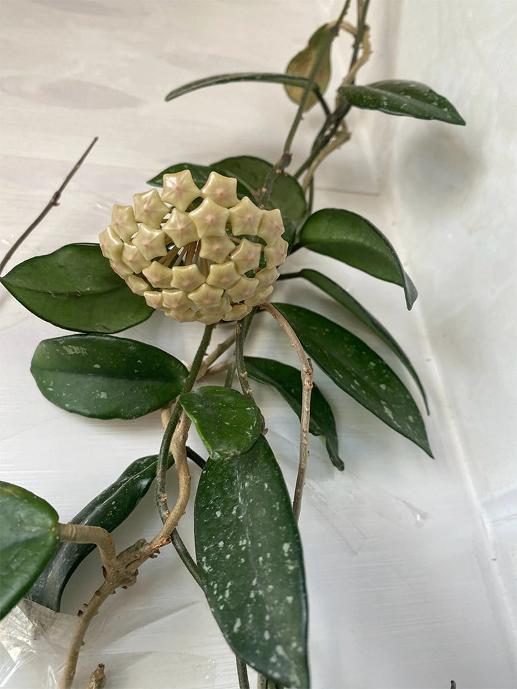 Hoya trinervia 'Splash' Unrooted Stem Cuttings