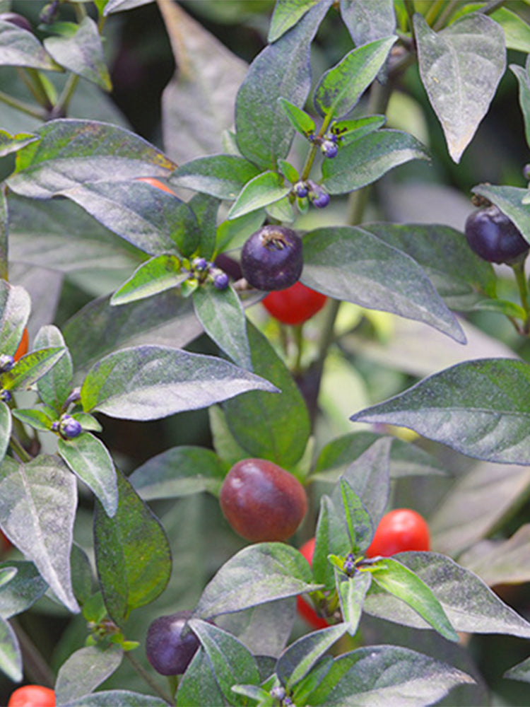 Pearl Multicolor Pepper (Capsicum annuum)