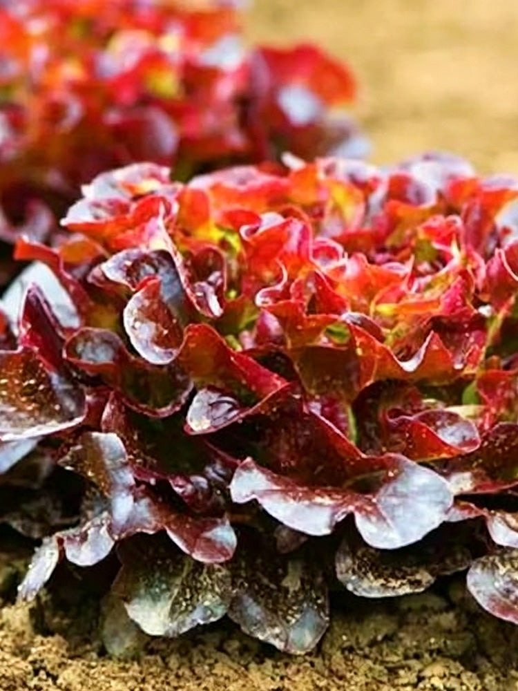 Red Maple Oak Leaf Purple Lettuce