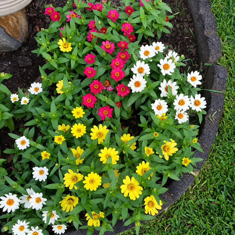 W1341 Dwarf Small-Flowered Zinnia Mix