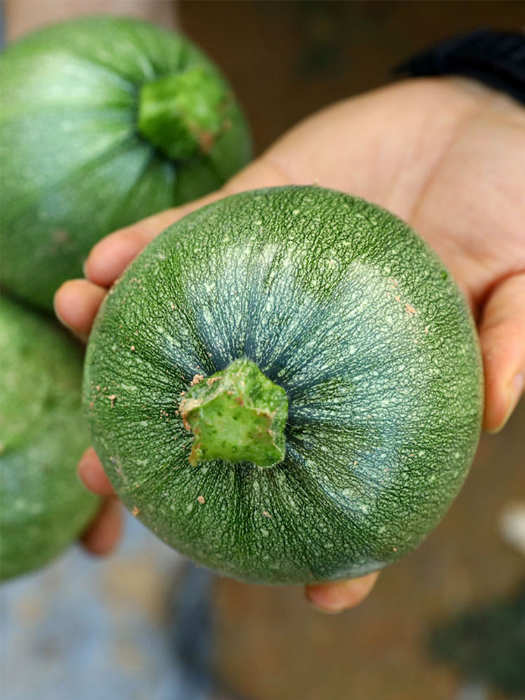 Shengfeng Dark Jade Zucchini