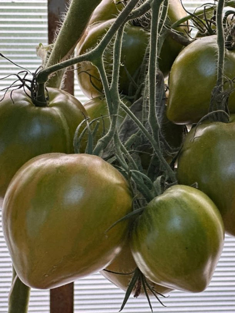 977 Malachite Elf Tomato