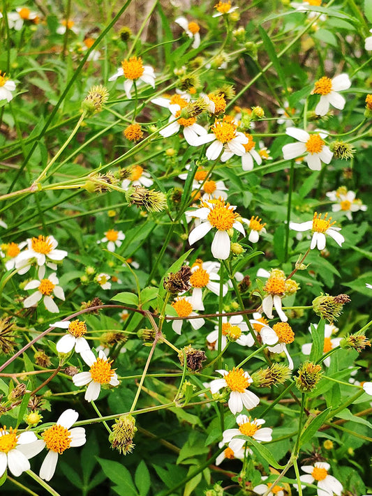 White-Flower Sandbur