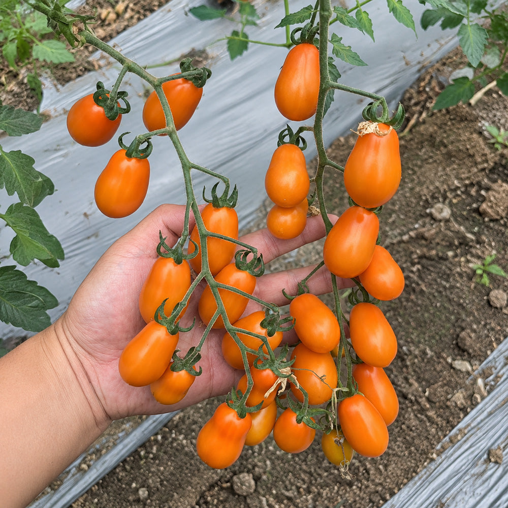W1311 Chengduoduo F1 Orange Grape Tomato