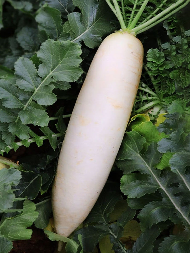 'Nanpanzhou' Radish