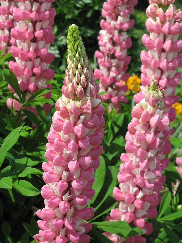 Pink Lupin