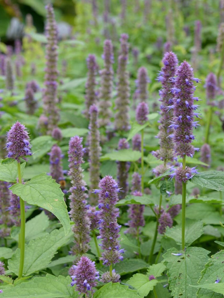 Agastache rugosa, Pale Purple-blue