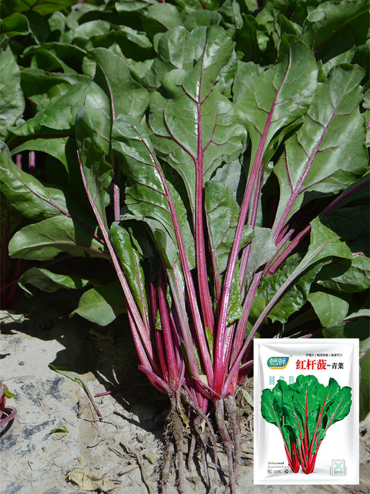 Red-stemmed Spinach