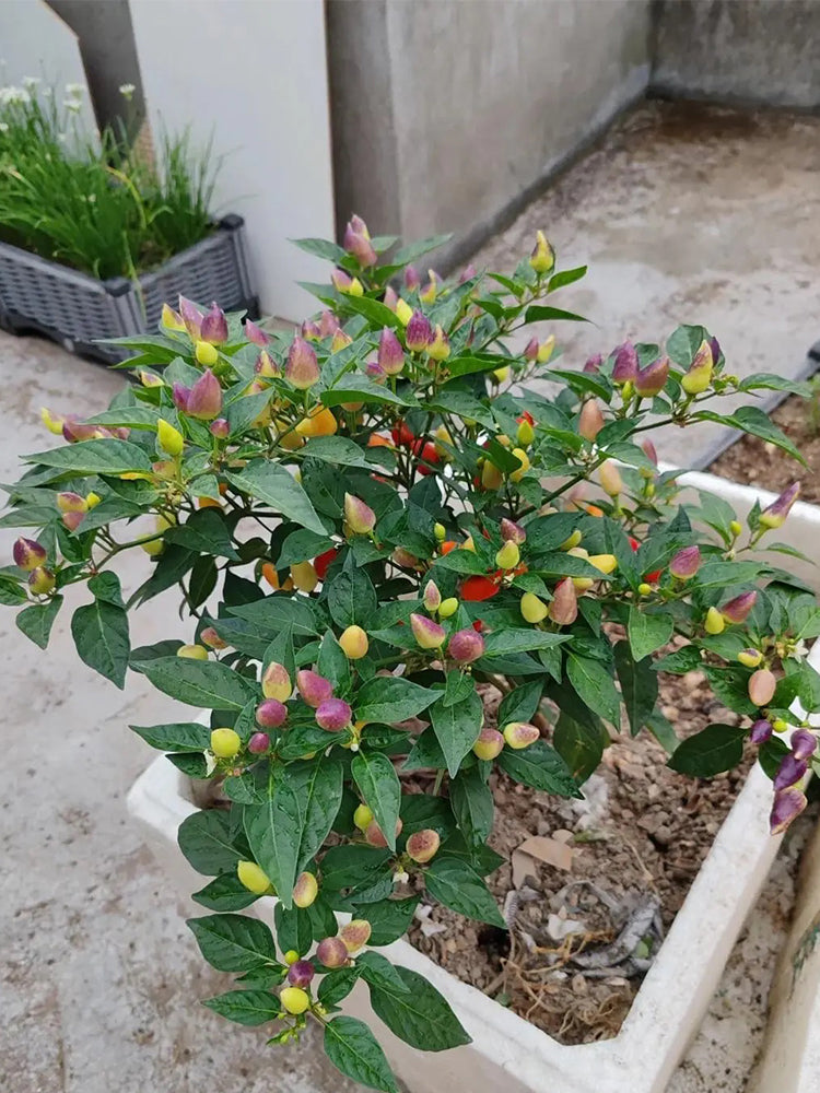 Ornamental Peppers (Capsicum annuum)