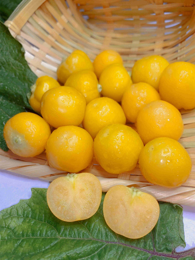 Ground cherry (Physalis pruinosa)