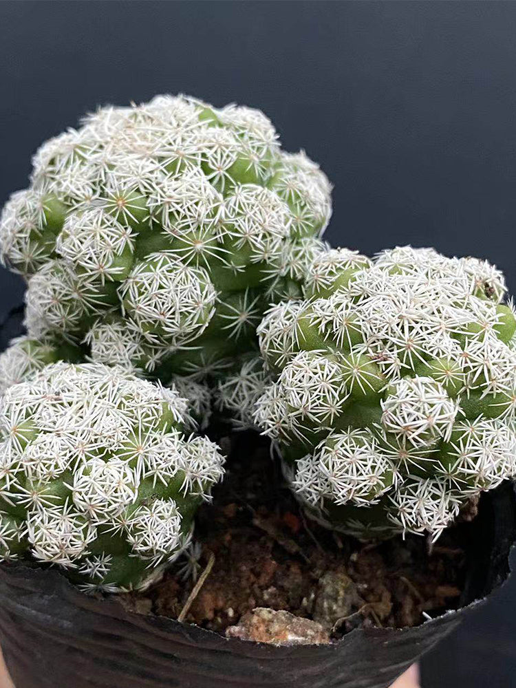 Mammillaria gracilis fragilis 'Thimble Cactus'