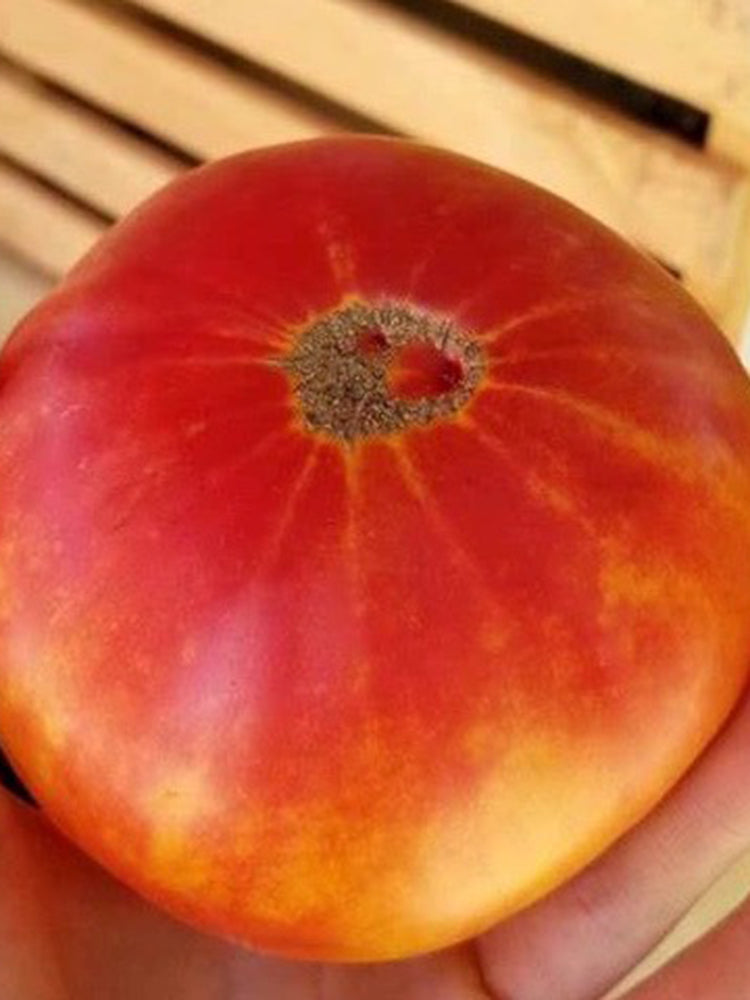 Northern Lights Tomato
