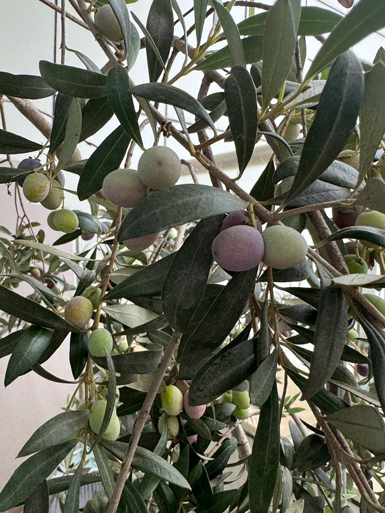 Olive Tree