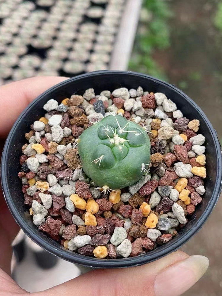 Coryphantha elephantidens cv. inermis