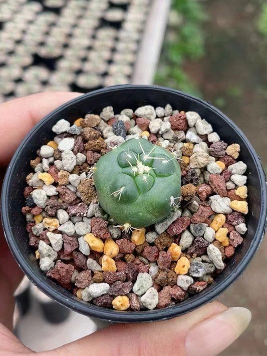 Coryphantha elephantidens cv. inermis