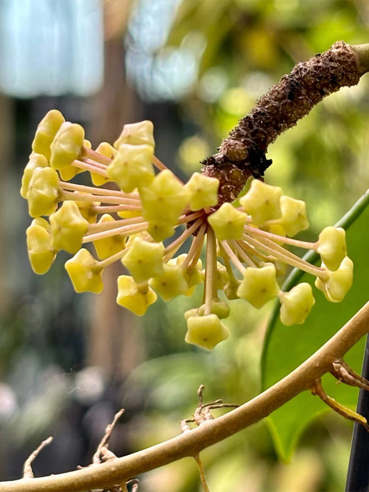 Hoya merrillii Unrooted Stem Cuttings