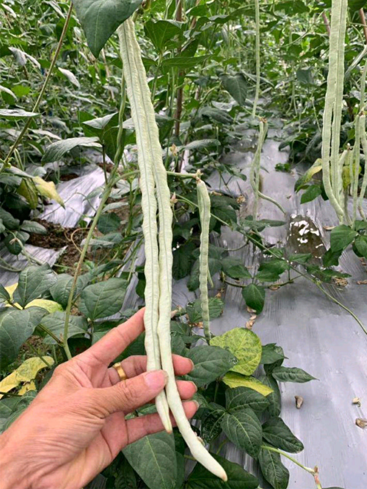 'Zhuzai' Thick-fleshed Sweet Long Bean