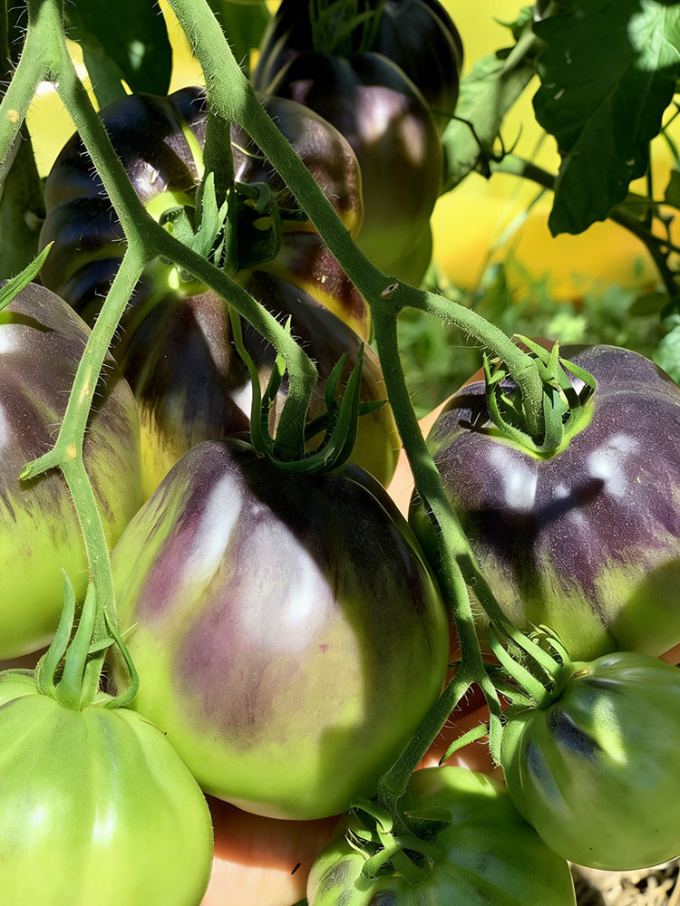 Blue Pear Tomato