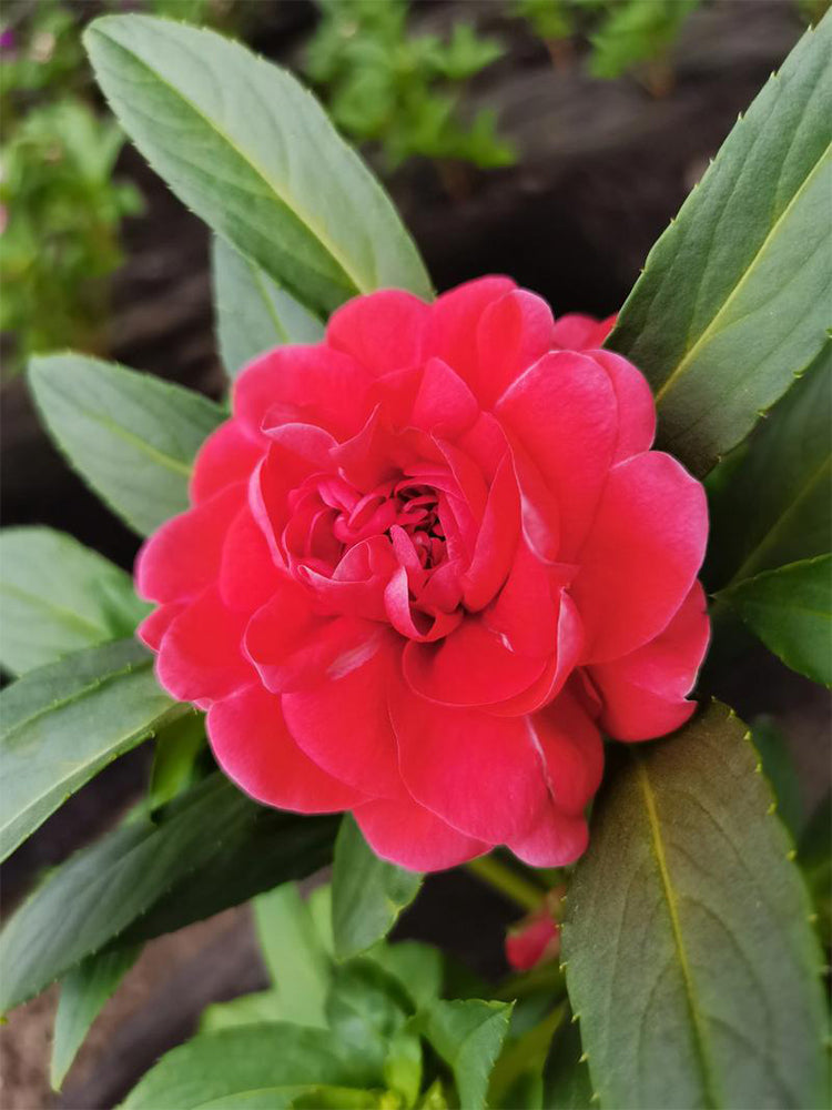 Red Garden Balsam Double Flowers (Impatiens balsamena.L)