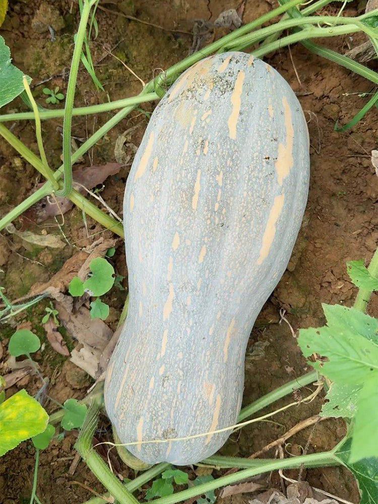 'Jiemei' Miben Pumpkin