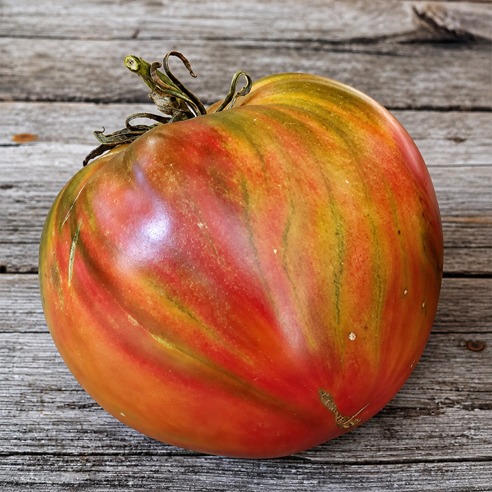 273 True Colors Tomato