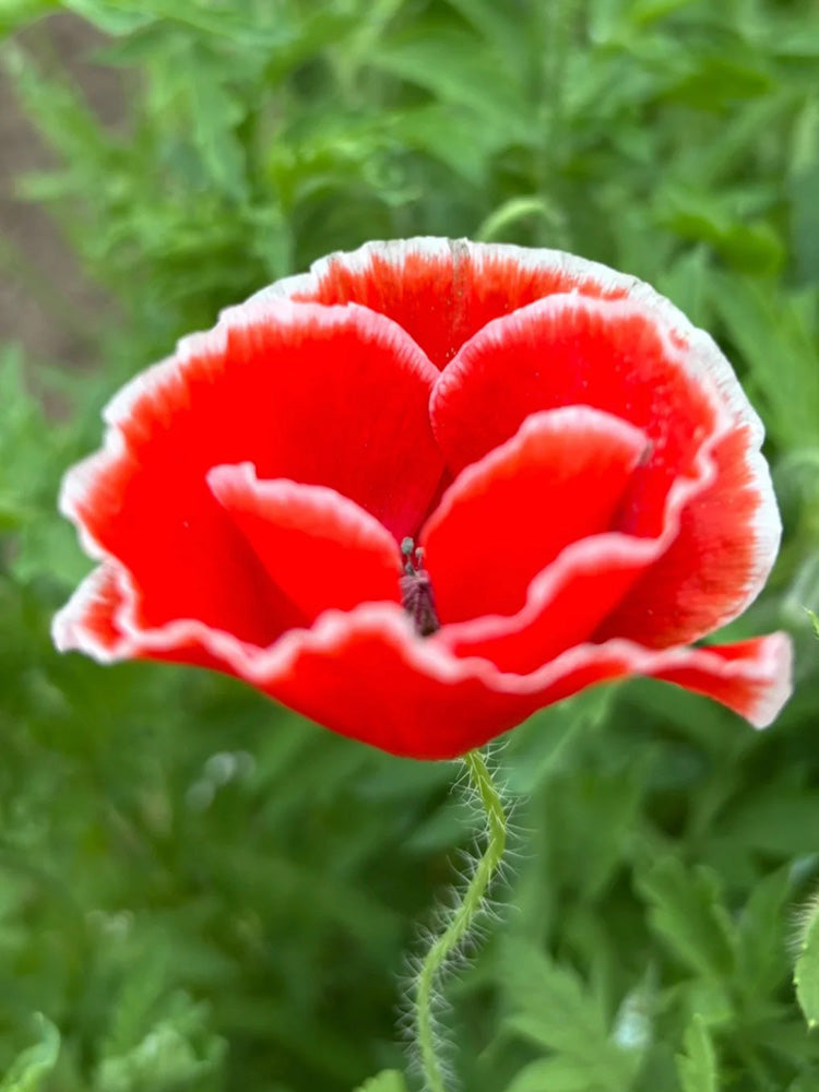 Red with White Edge Corn Poppy