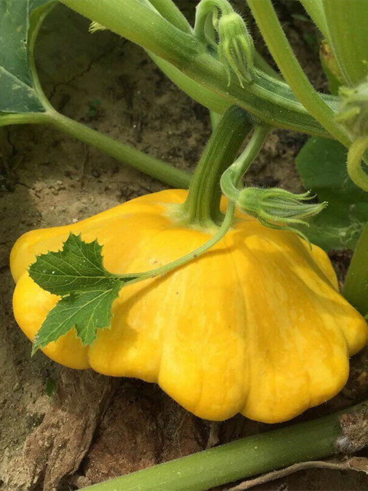 Yellow Patty Pan Squash