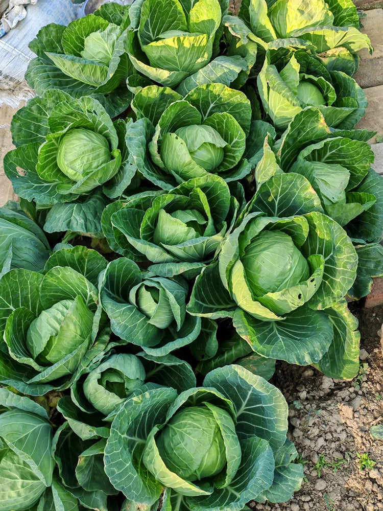 Fruit Cabbage