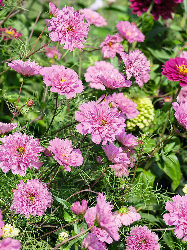 Double Pink Cosmos