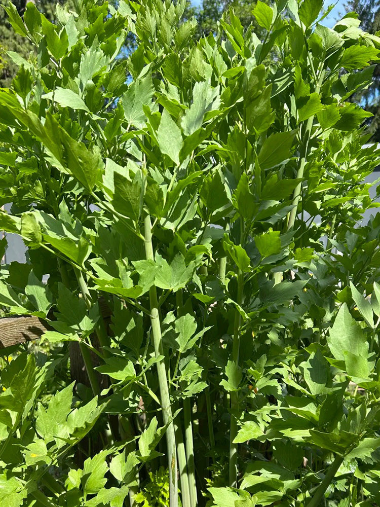 Garden Lovage