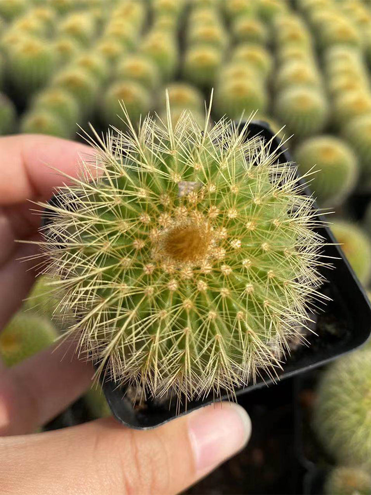 Parodia schumanniana